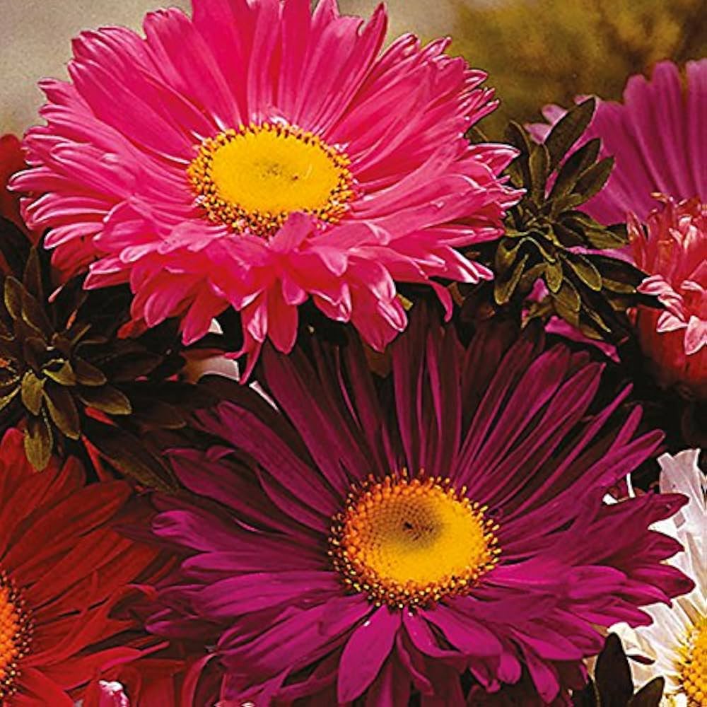Red Aster Kurenai Callistephus chinensis Seeds growing in home gardens, containers, raised beds, and outdoor landscapes