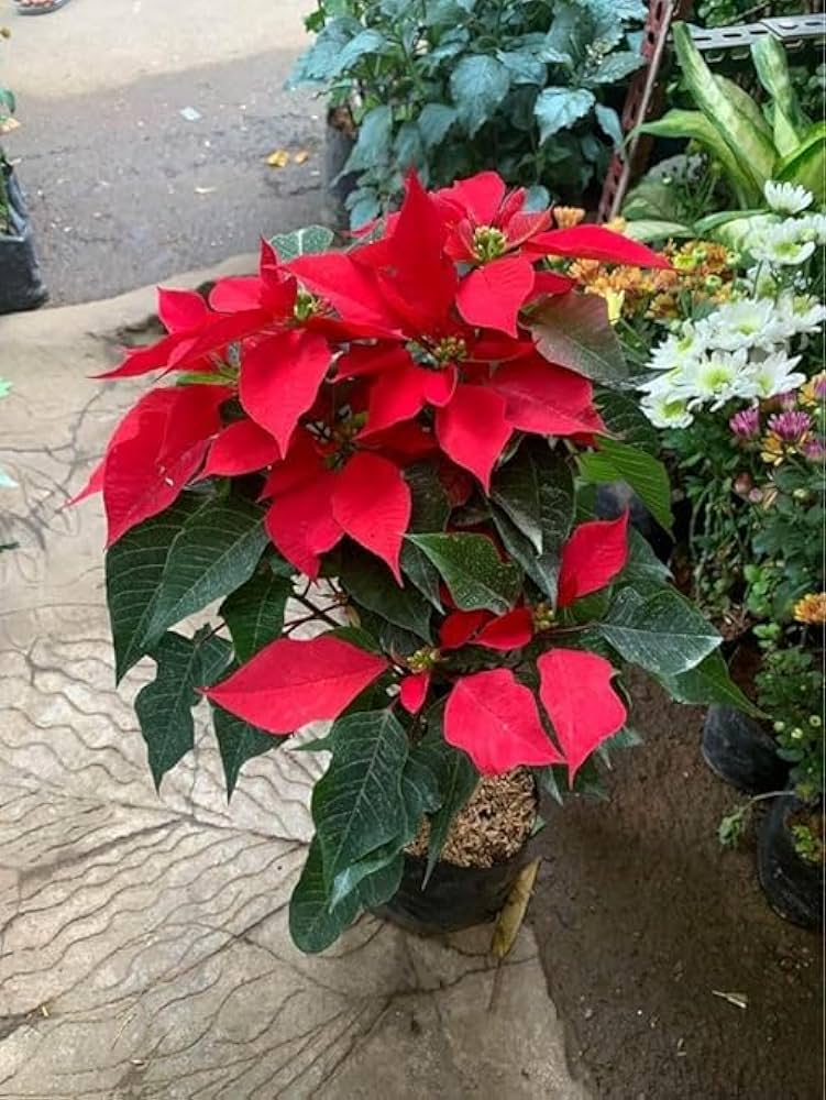 Euphorbia Pulcherrima Seeds for Planting Euphorbia Pulcherrima flower bed patio display