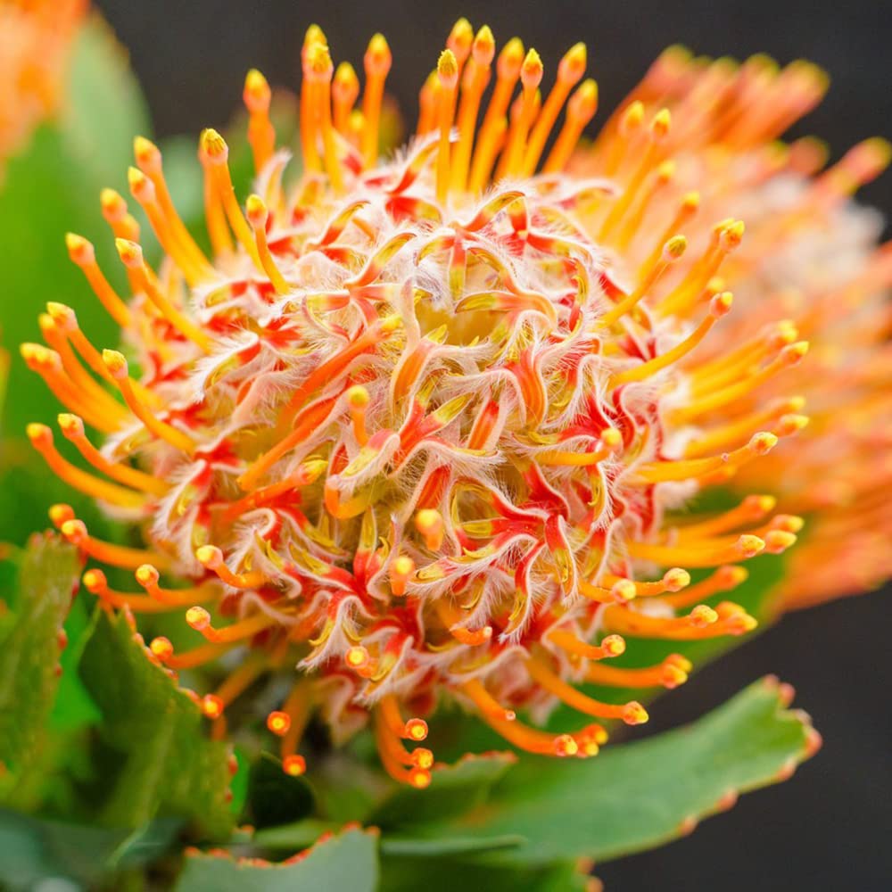 Evergrowseeds Protea Roupelliae Silver Sugarbush flower seeds in a small packet, ready for planting or gardening.