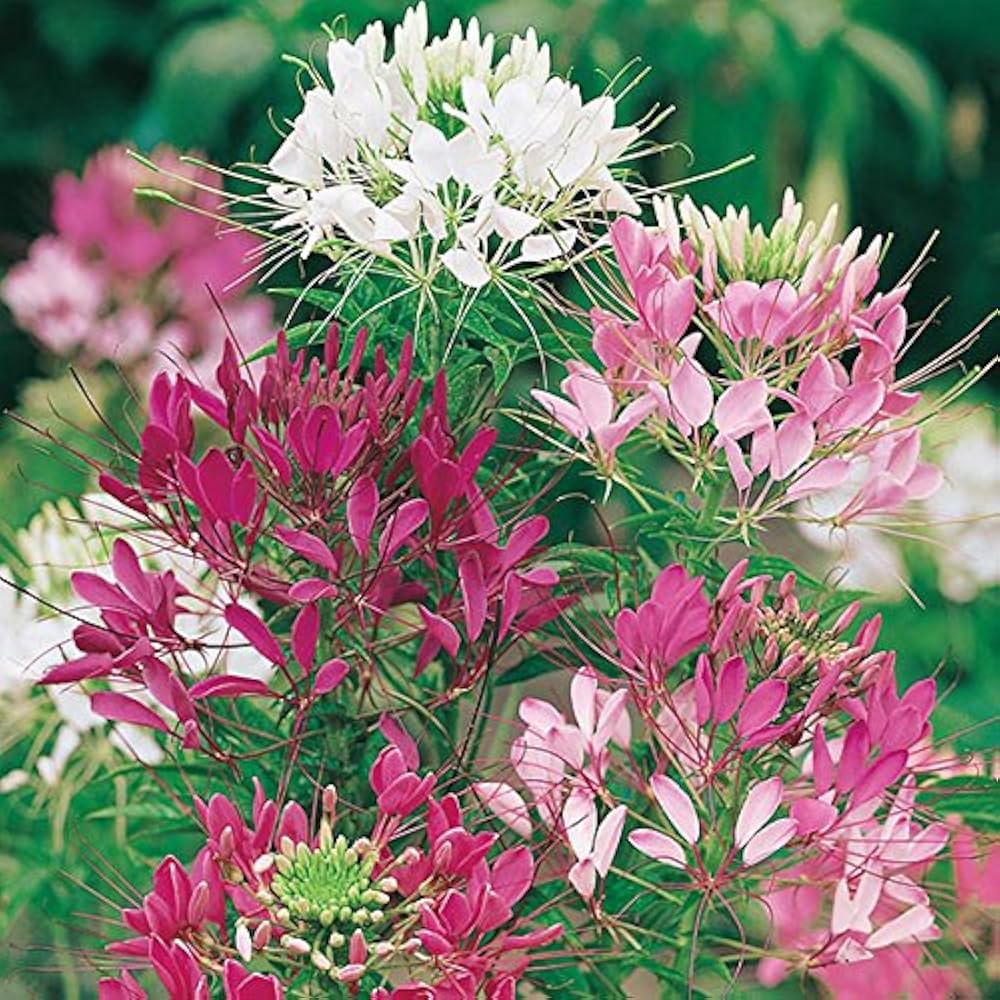 Sticky Spider Flower Seeds for Planting Cleome viscosa for wildflower beds and native gardens