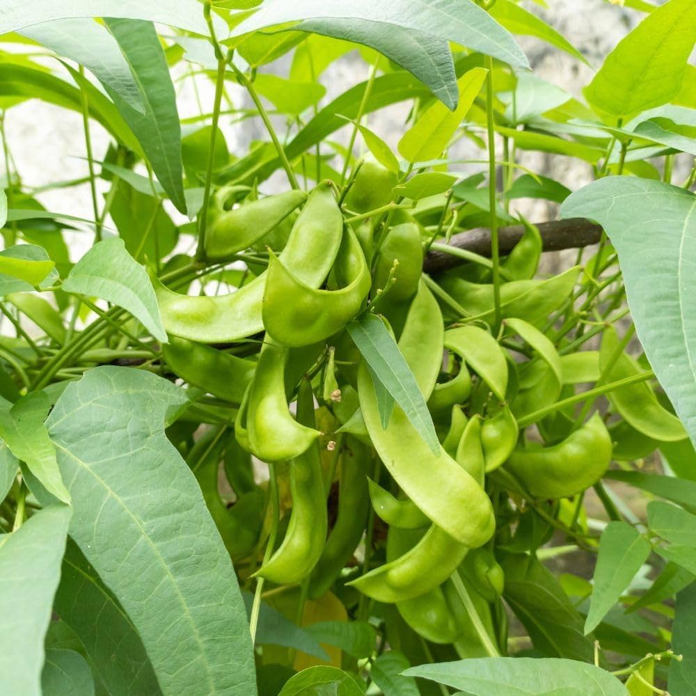 Sword Bean Vegetable Planting Seeds