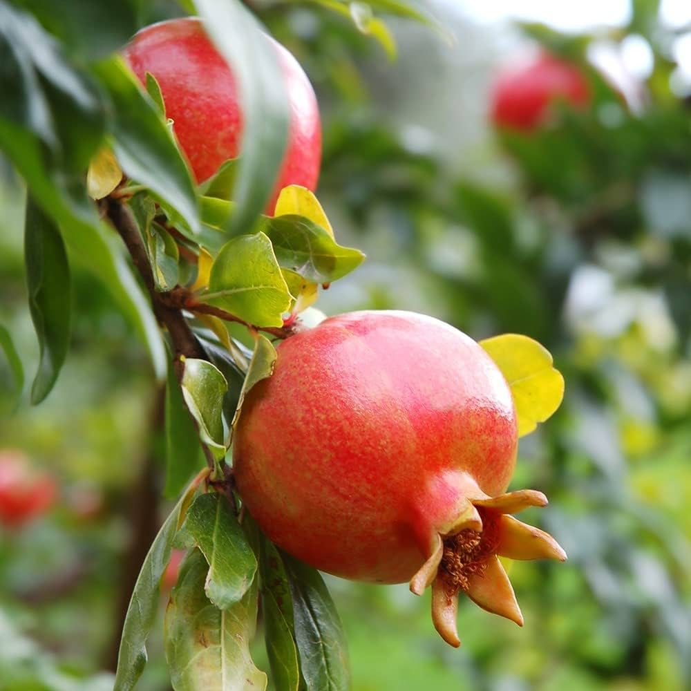 Pomegranate Punica granatum Fruit Seeds for Planting in Vegetable Patch
