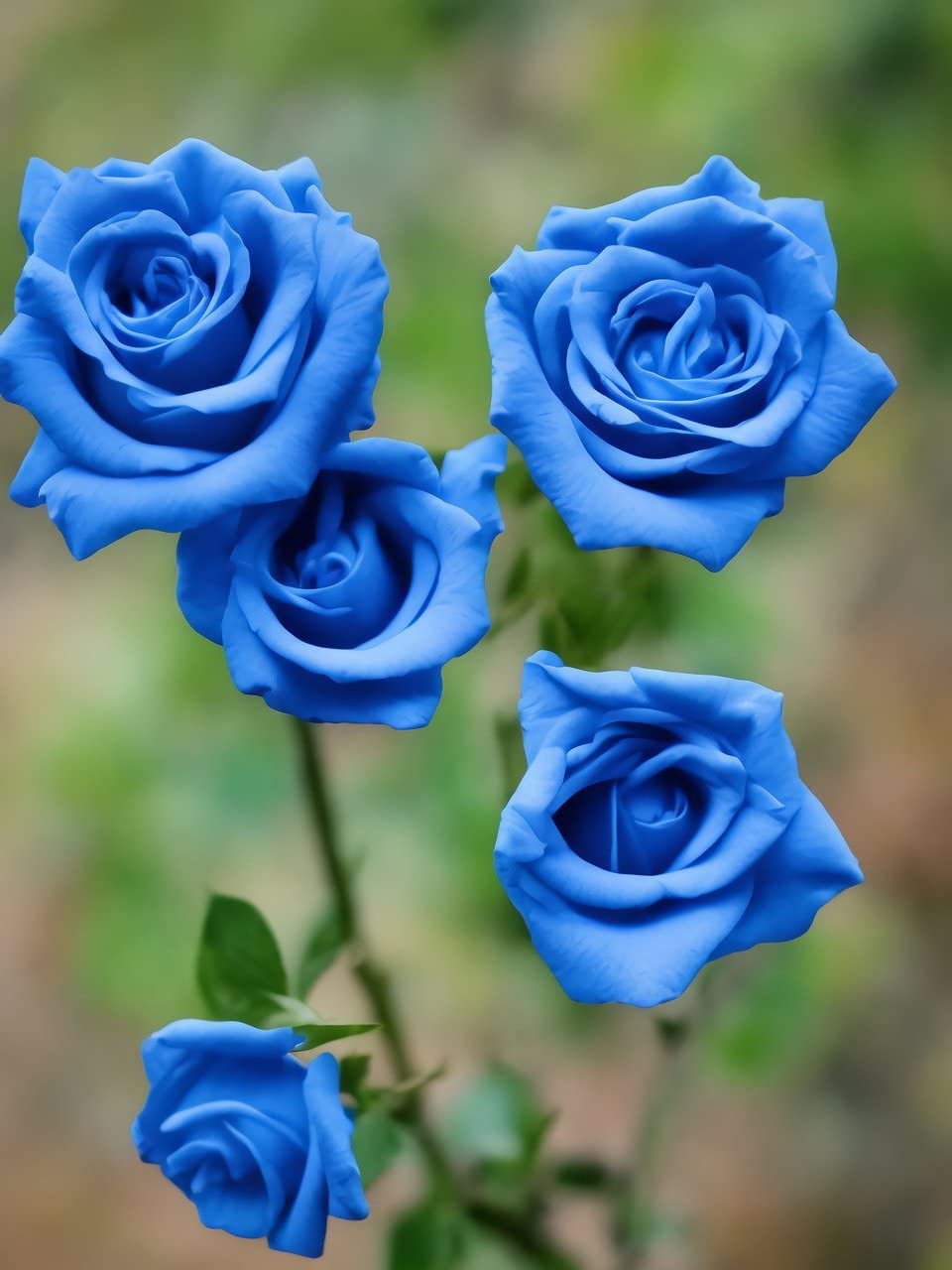 Blue Rose Flower Seeds  Cultivate Unique Blooms in Your Garden