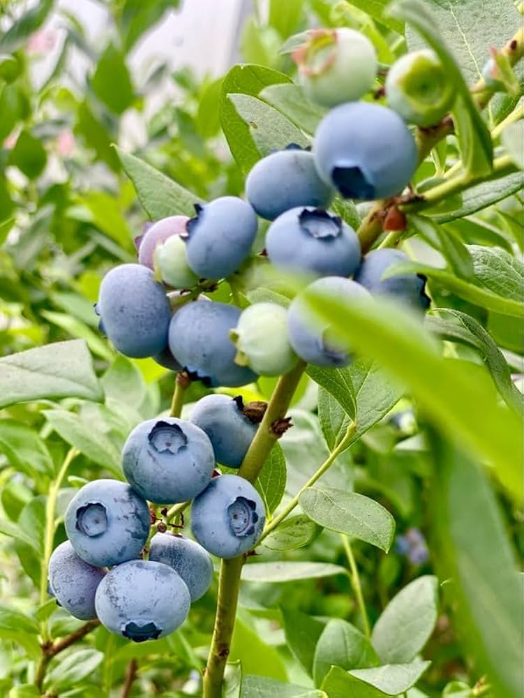 Blueberry Fruit Seeds Collection for Planting | Premium Blueberry Seeds Perennial Fruit Seeds for Home Gardens, Raised Beds & Containers