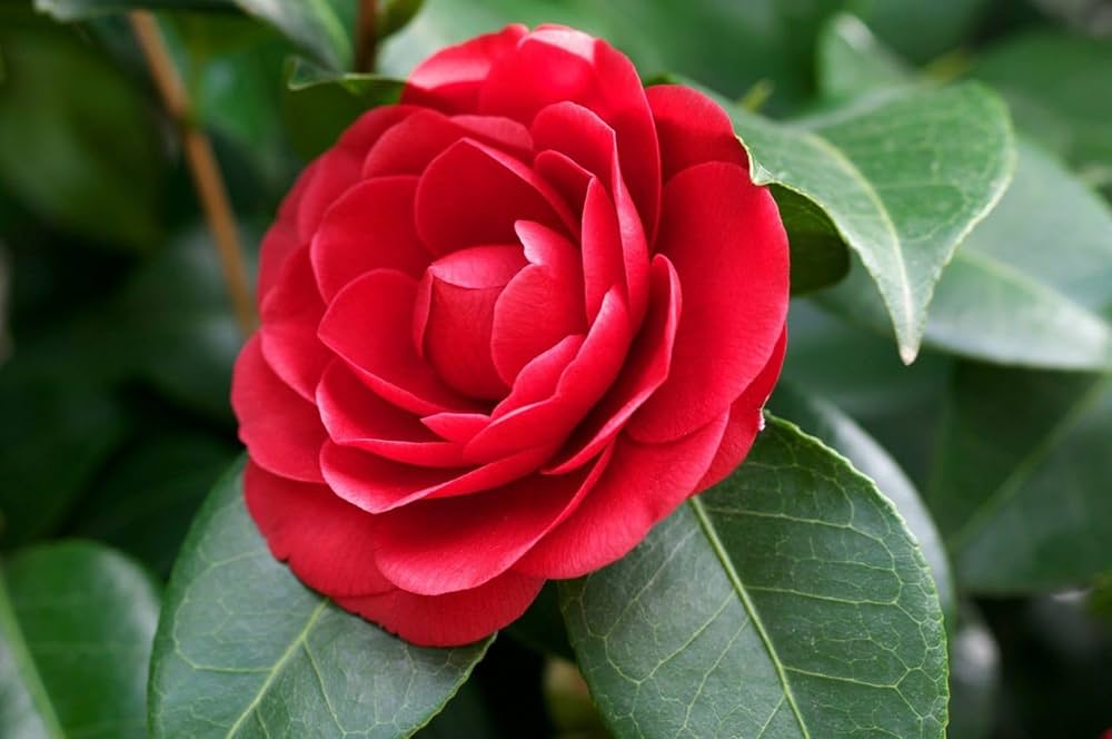 Light Orange Camellia Flower seeds for Planting - Perfect for Borders, Heirloom & GMO Free Seeds for Home Garden