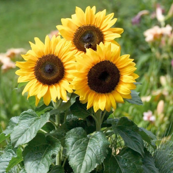 Kong Giant Sunflower Seeds for Planting Helianthus annuus for flower beds and gardens