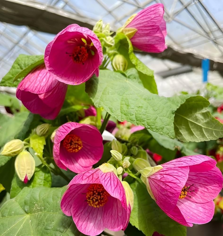 Pink Abutilon Striatum Flower seeds for Planting - Wildflower Mix, Heirloom & GMO Free Seeds for Home Garden