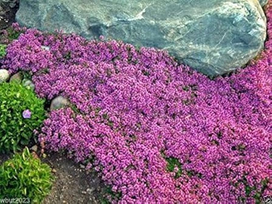 Creeping Thyme Thymus serpyllum Seeds for Planting in Flower Bed and Herb Garden