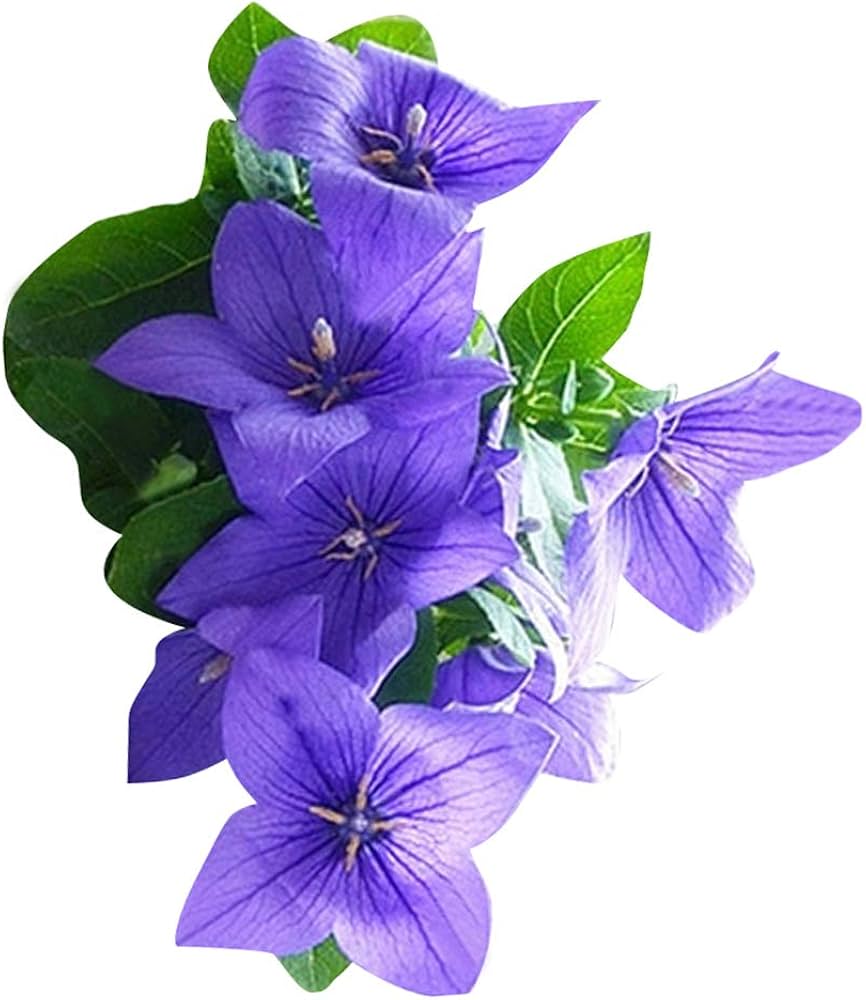 Platycodon Balloon Flower Seeds for Puffy, Perennial Garden Blooms