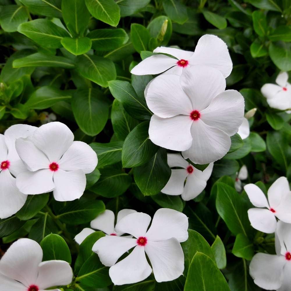 White Catharanthus Flower Seeds Planting