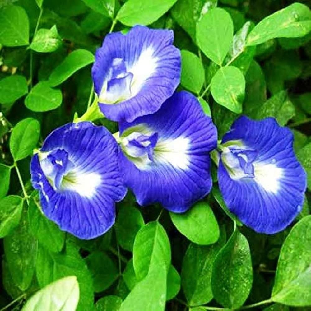 Pinellia Flower seeds for Planting Pollinator Friendly Heirloom & GMO Free Seeds for Home Garden