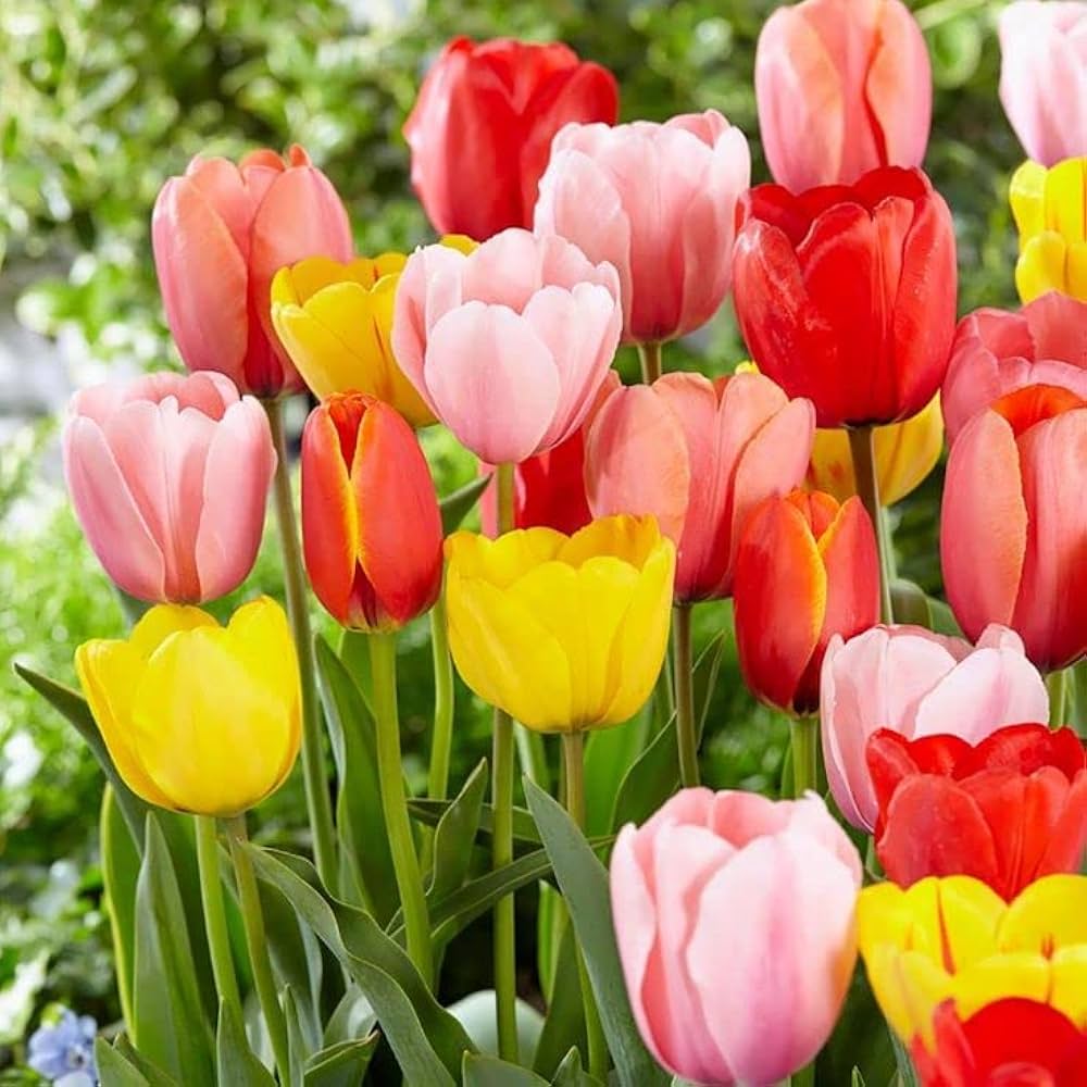 Mixed Tulip Flower Seeds Tulipa for Planting in Urban Garden