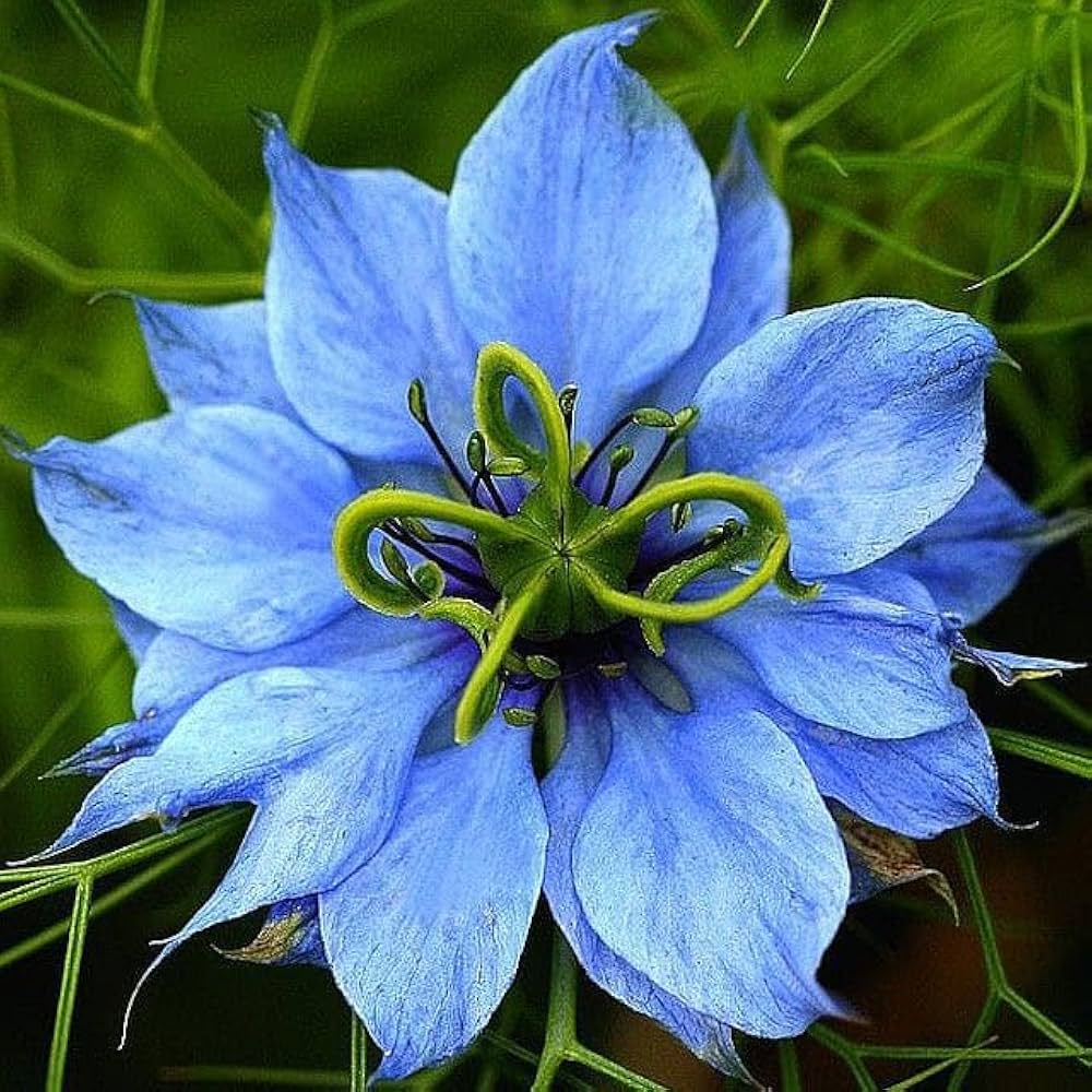 Nigella Papillosa Seeds for Planting Nigella papillosa for flower beds and wildflower gardens