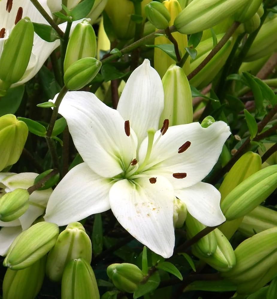 Lily Lilium spp Flower Seeds for Planting in Flower Bed and Garden