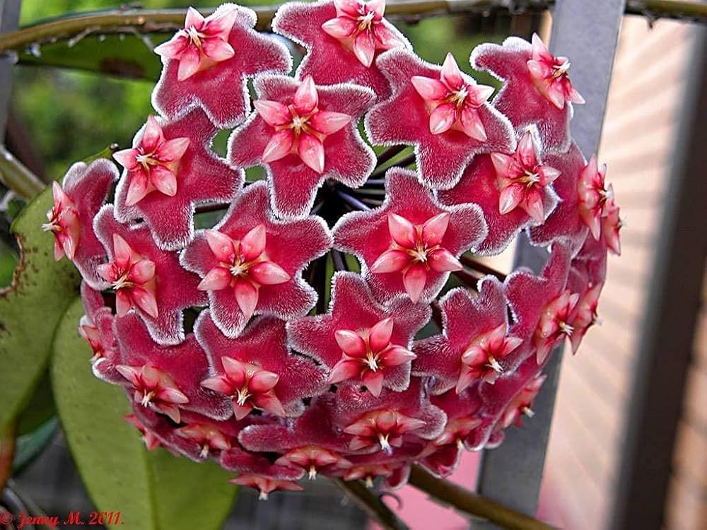 Dark Maroon Hoya Carnosa Flower Seeds for Planting Colorful Display Heirloom & GMO Free Seeds for Home Garden
 
 Sale