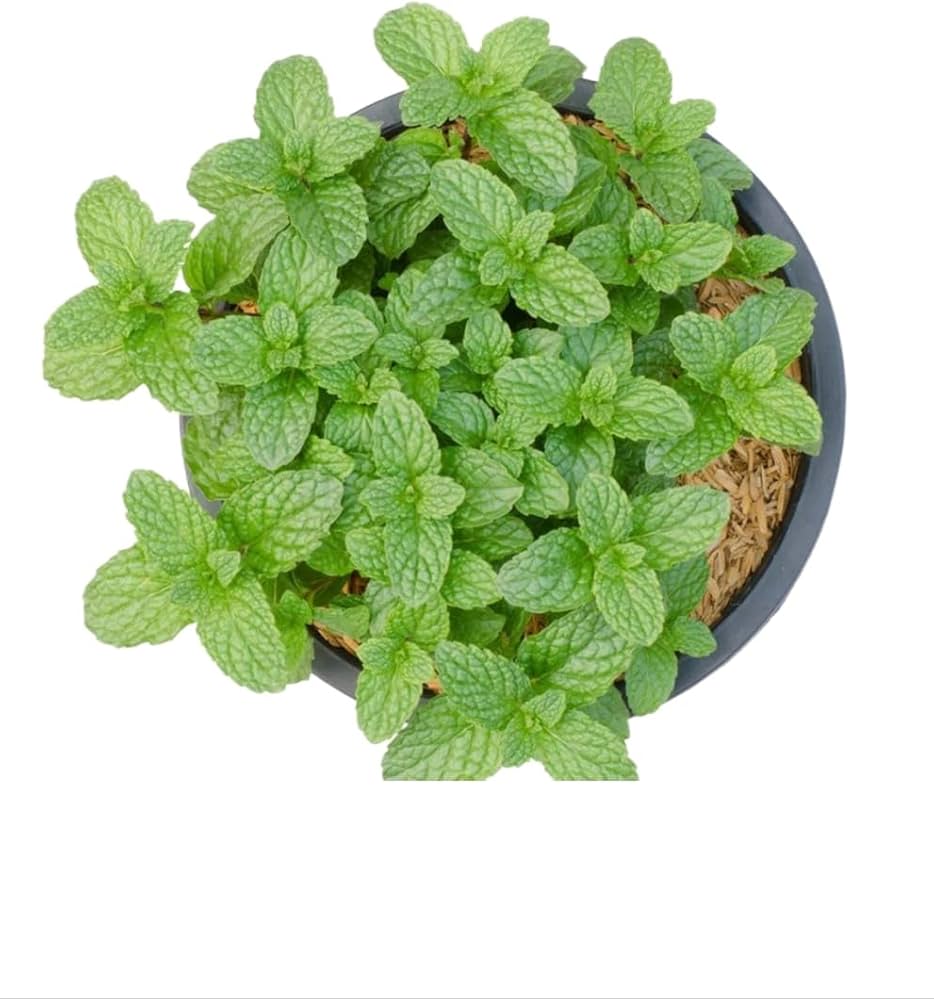 Mosquito-Repelling Flower & Herb Seeds for Planting in Garden & Vegetable Patch