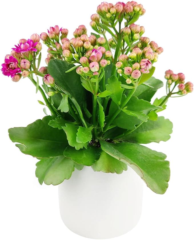 Kalanchoe Seeds, Kalanchoe Blossfeldiana, Potted Plants, Flowering Plants