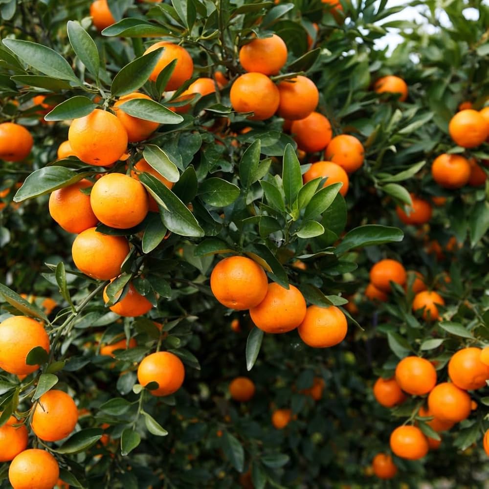 Orange Tangerine Tree Seeds for Planting | Grow Your Own Citrus Delight