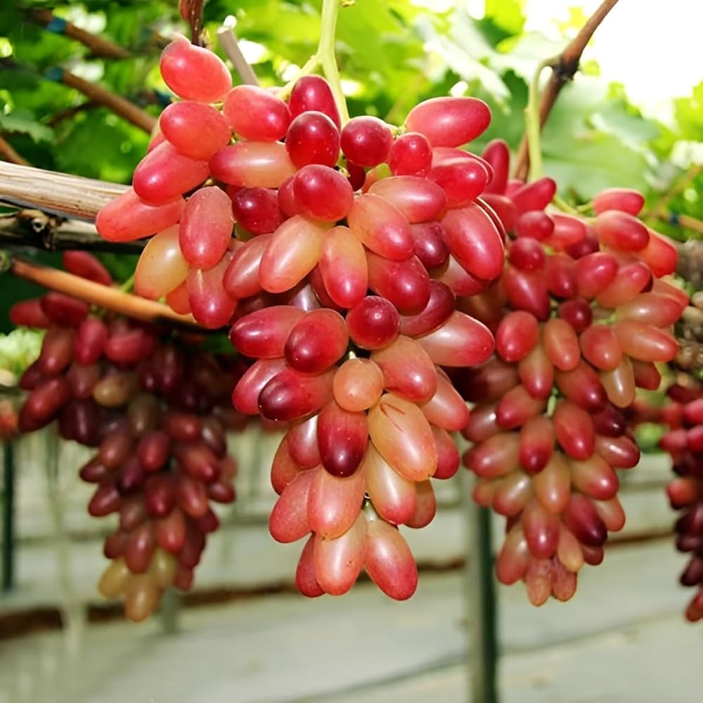 Manicure Finger Grape Fruit Seeds for Planting  Grow Sweet Grapes in Your Garden