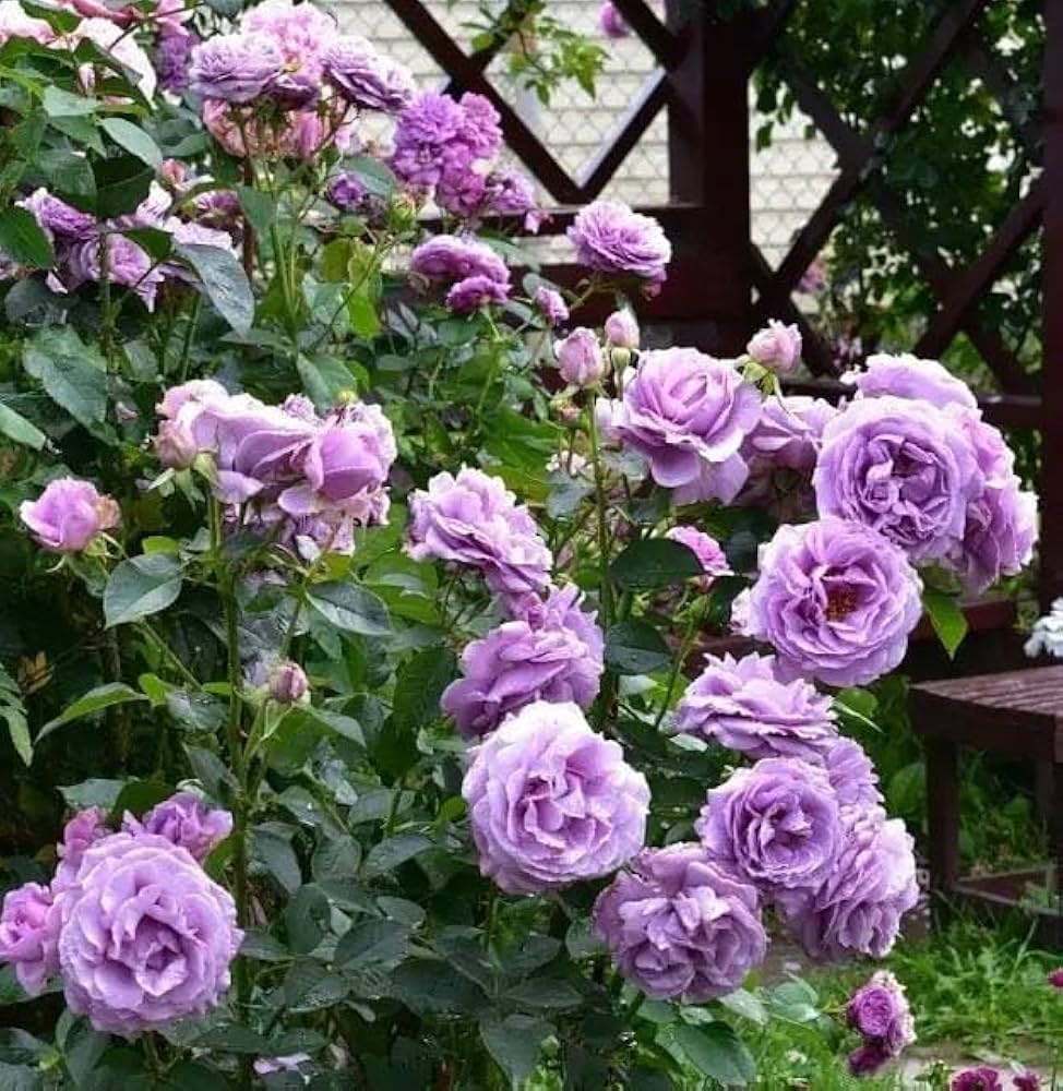 Purple White Climbing Rose Flower Seeds for Planting Fragrant Blossoms Heirloom & GMO Free Seeds for Home Garden
 
 Sale