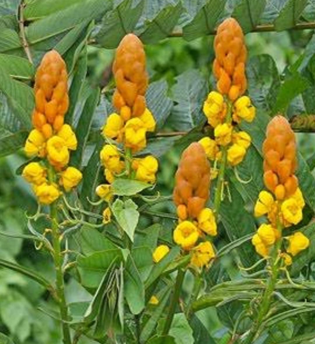 Yellow Cassia Candlestick Flower seeds for Planting - Cottage Garden Essential, Heirloom & GMO Free Seeds for Home Garden