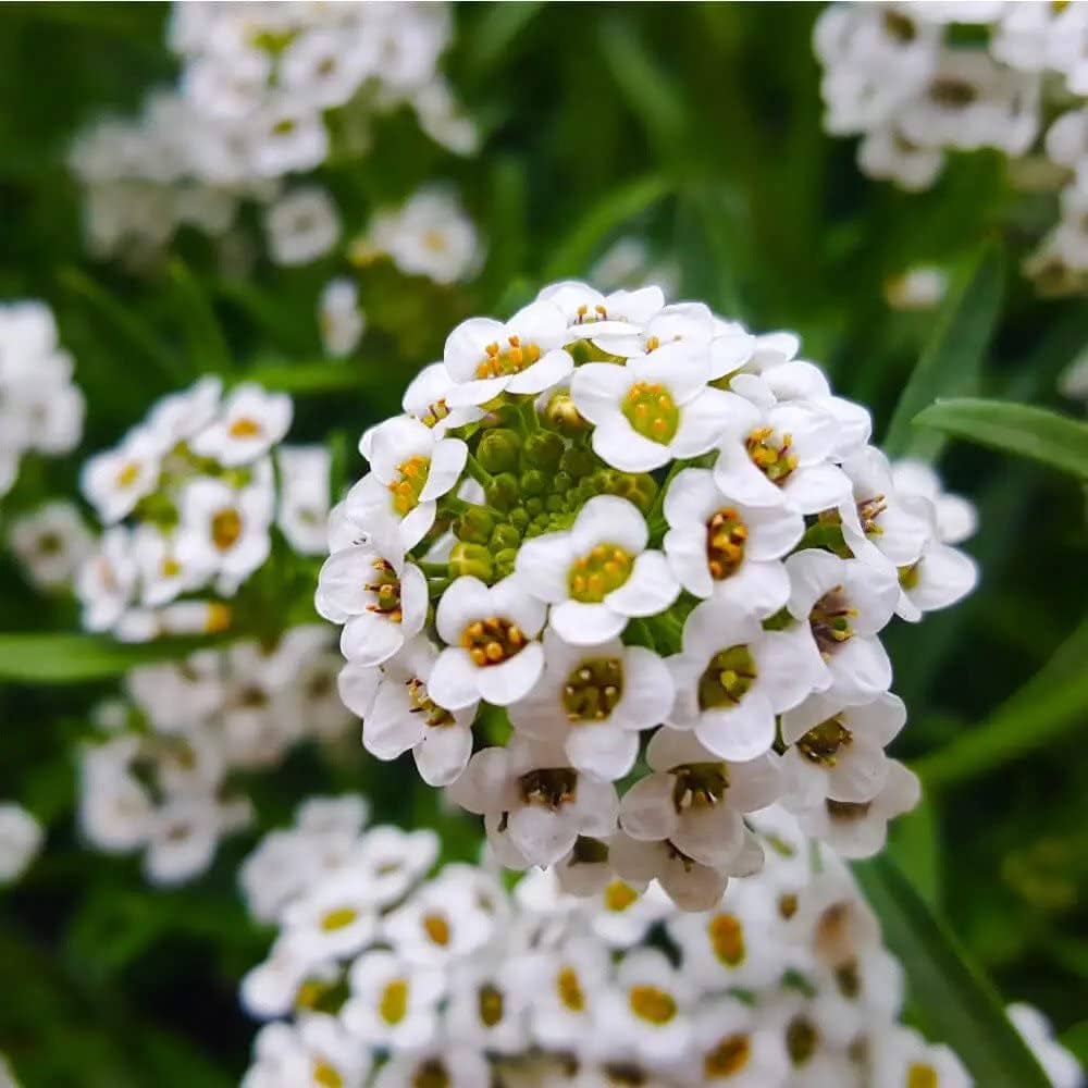 Reale Tappeto Alyssum Lobularia maritima Seeds for Planting - Perfect for Flower Bed & Home Garden