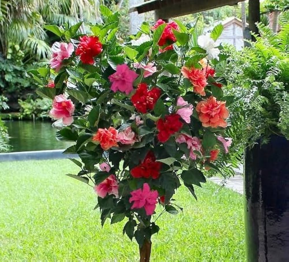 Hibiscus Flowers Hibiscus rosa-sinensis for Planting in Flower Bed