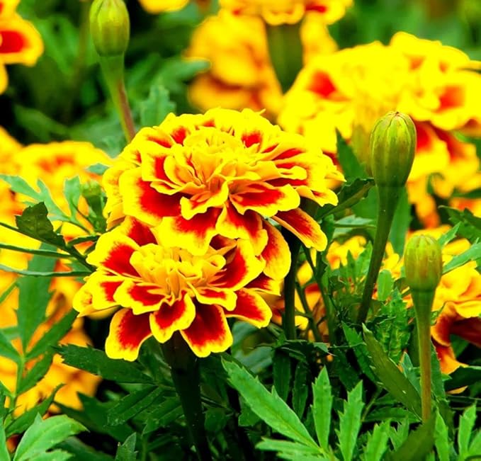 Mixed Marigold Tagetes spp Flower Seeds for Planting in Garden