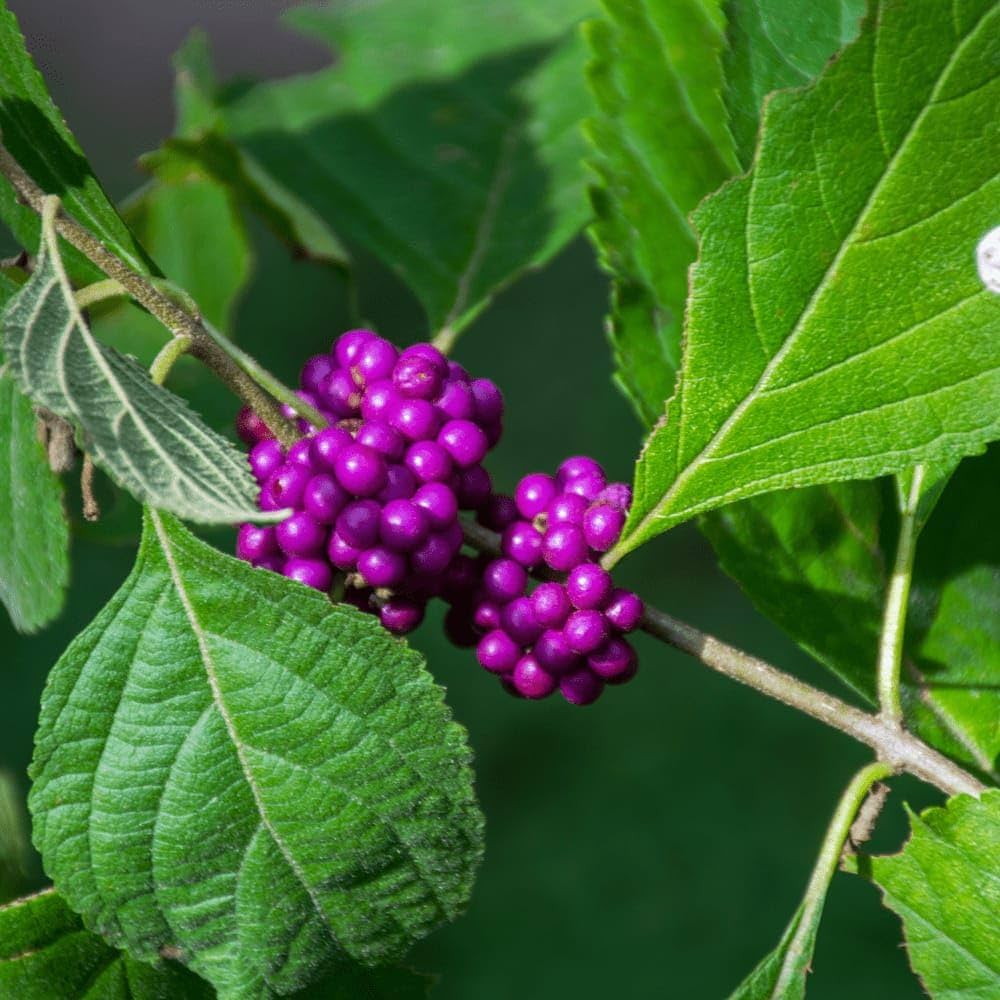 Violet Callicarpa Flower seeds for Planting - Hardy Variety, Heirloom & GMO Free Seeds for Home Garden