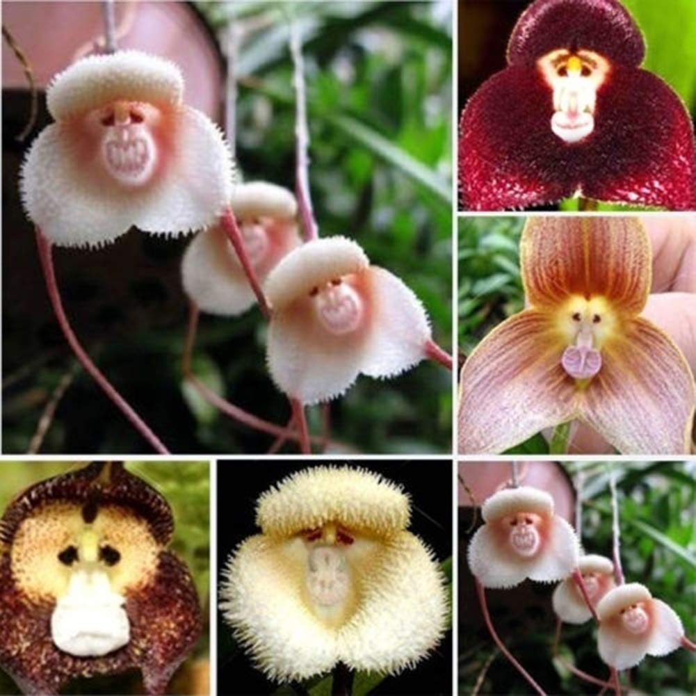 Violet Monkey Face Flower seeds for Planting - Colorful Display, Heirloom & GMO Free Seeds for Home Garden