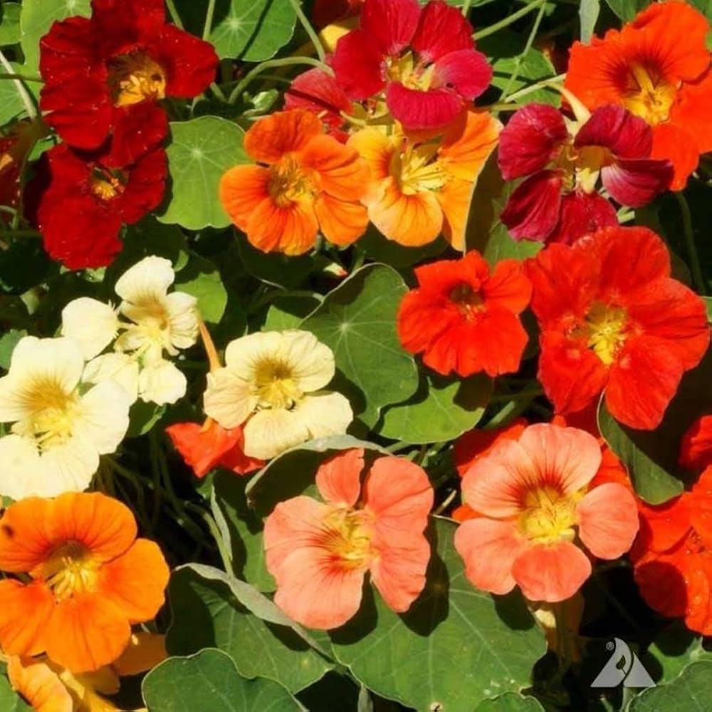 Nasturtium Seeds for Planting Tropaeolum majus for flower beds and vegetable patches - Evergrowseeds