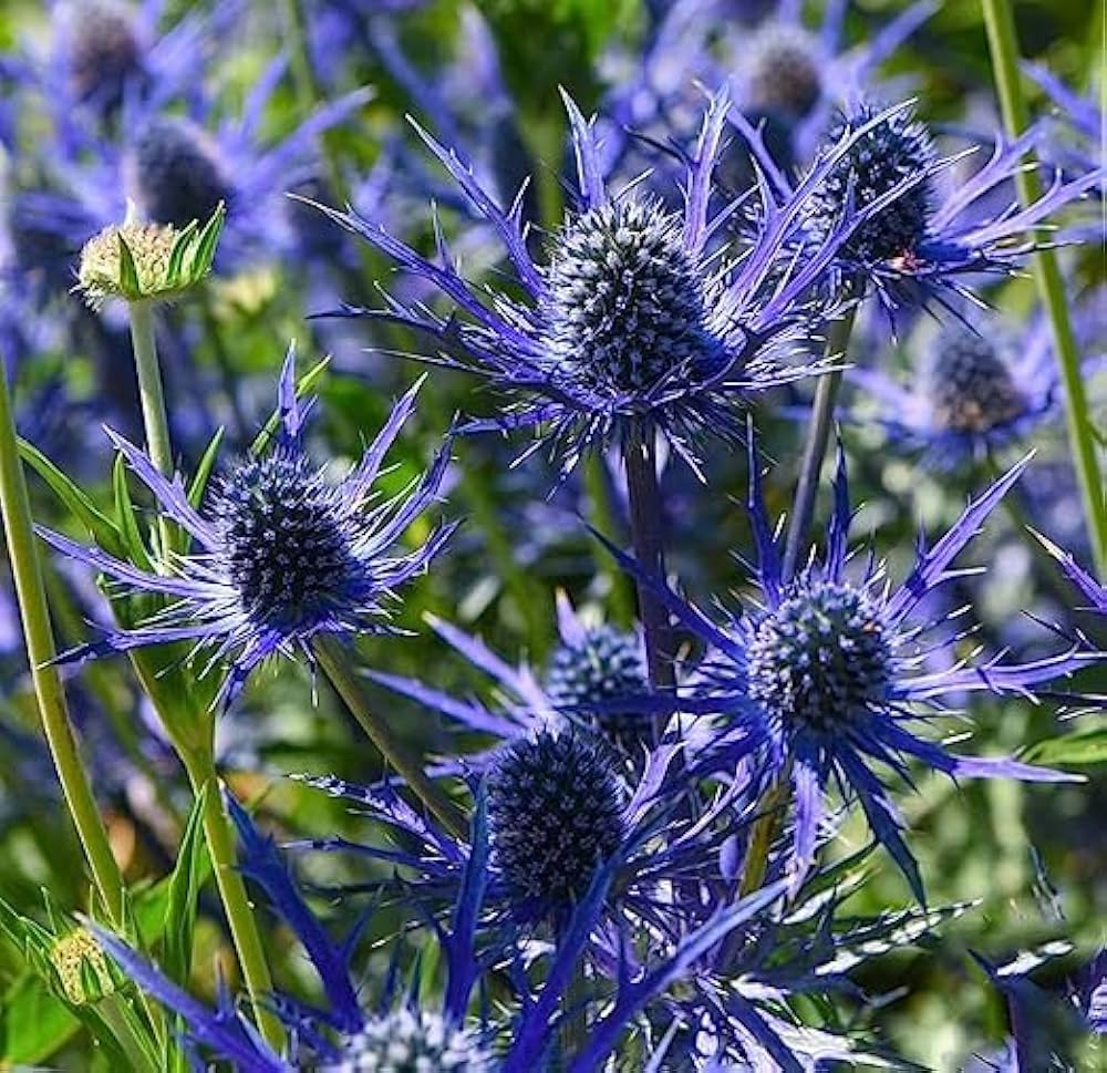Sea Blue Holly Flower Planting  Seeds for Stunning Blooms in Your Garden