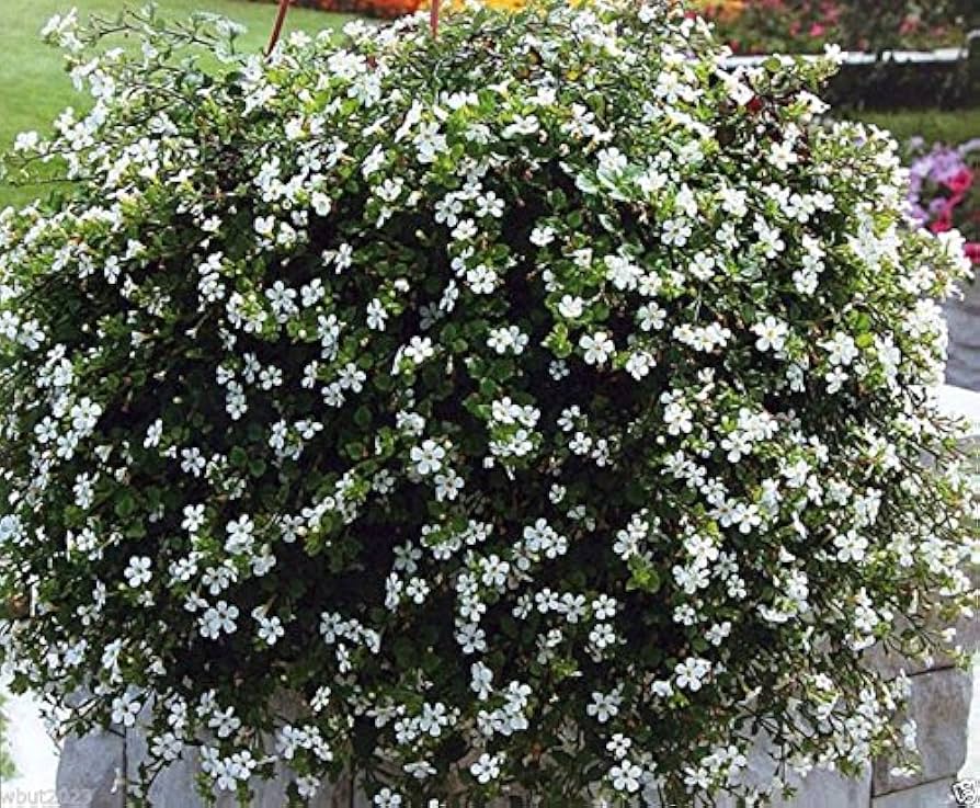 Hanging Bacopa Sutera Cordata Flower Seeds