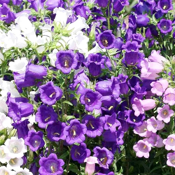 Heirloom Campanula Canterbury Mix Seeds for Colorful Bell Flowers