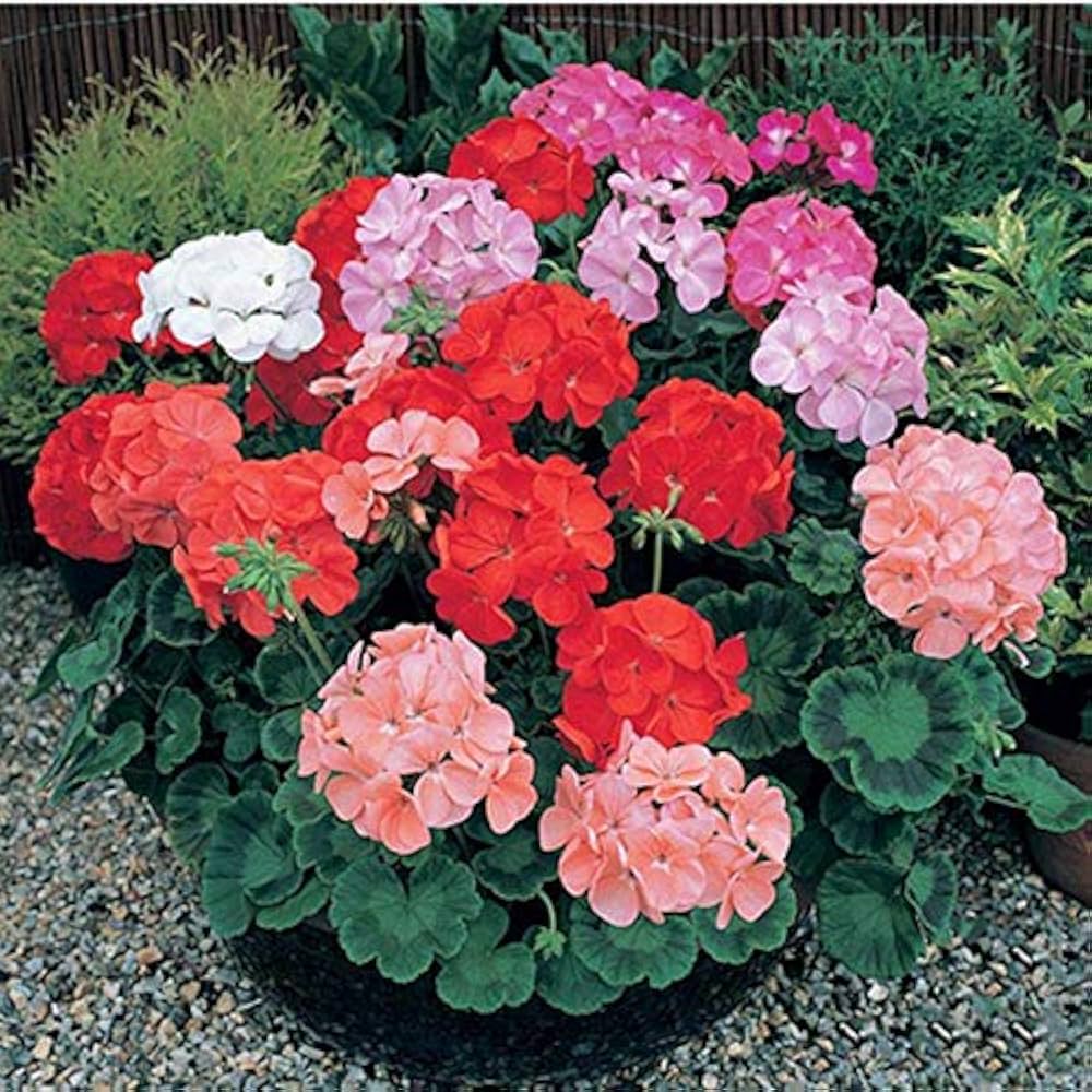 Mixed Geranium Pelargonium spp Flower Seeds for Planting in Flower Bed and Container Garden