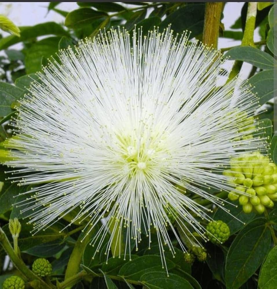 Mimosa Flower seeds for Planting - Low Maintenance, Heirloom & GMO Free Seeds for Home Garden