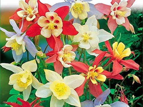 Columbine Flower Aquilegia spp. Seeds for Planting in Flower Bed & Garden