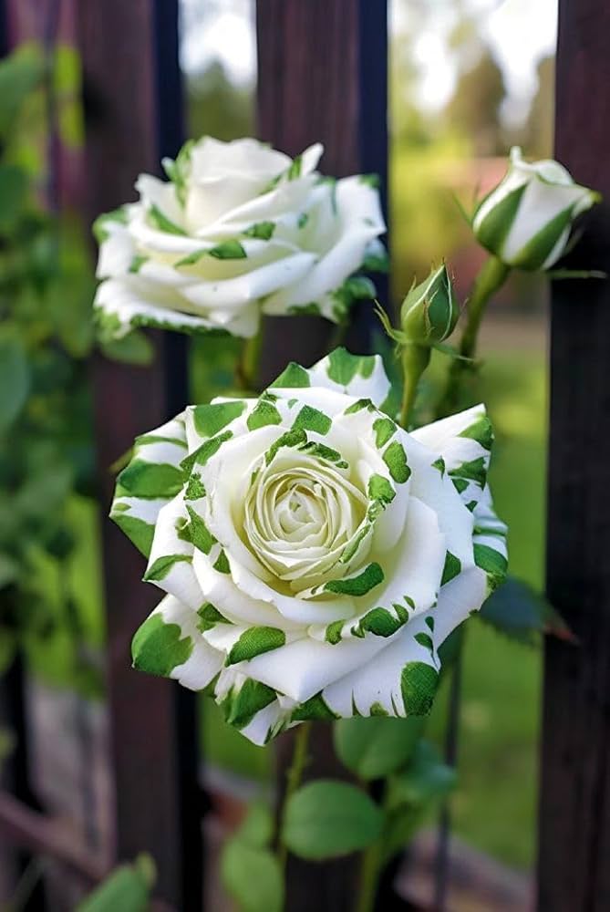 White Green Rose Flower Seeds for Planting – Heirloom, Non-GMO, Hardy Garden Variety Seeds