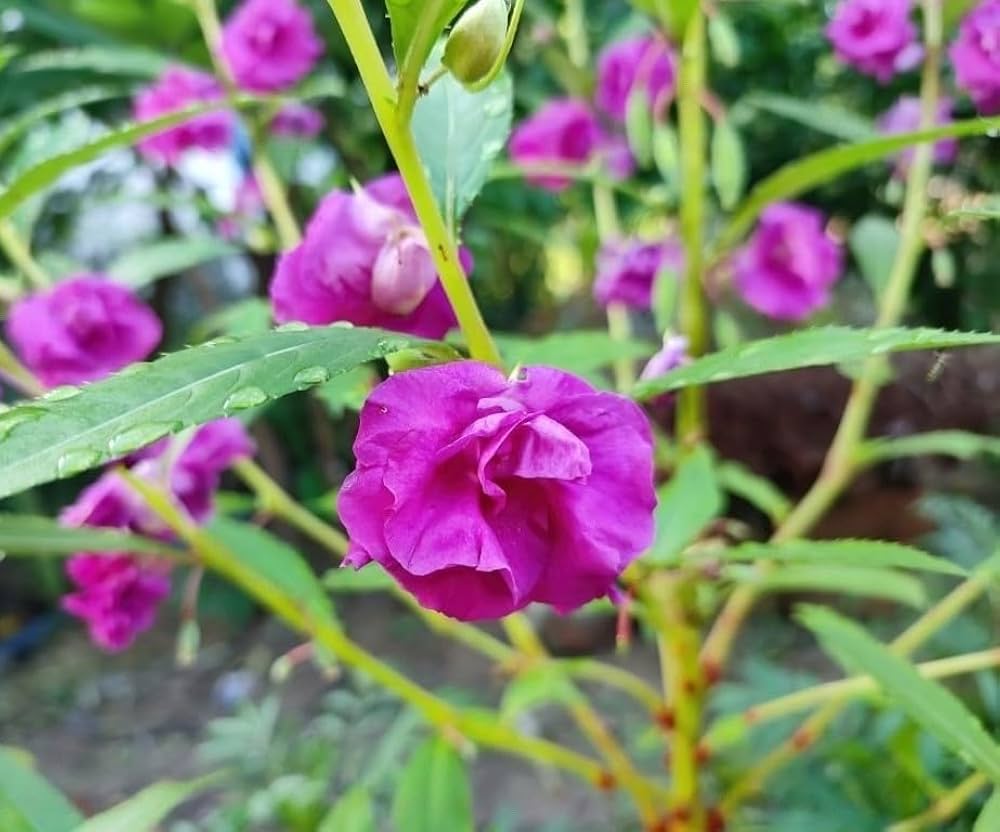 Purple Balsamine Flower seeds for Planting - Drought Tolerant, Heirloom & GMO Free Seeds for Home Garden