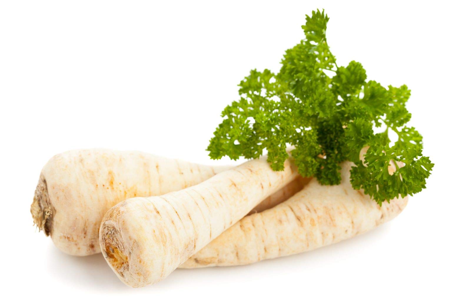 Hamburg Rooted Parsley Petroselinum crispum Seeds for Planting in Vegetable Patch