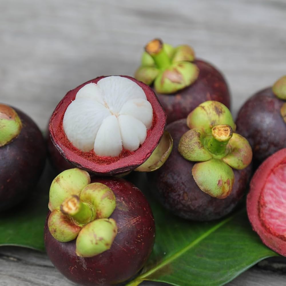 Mangostan Seeds for Planting  Exotic Fruit Seeds for Home Gardening