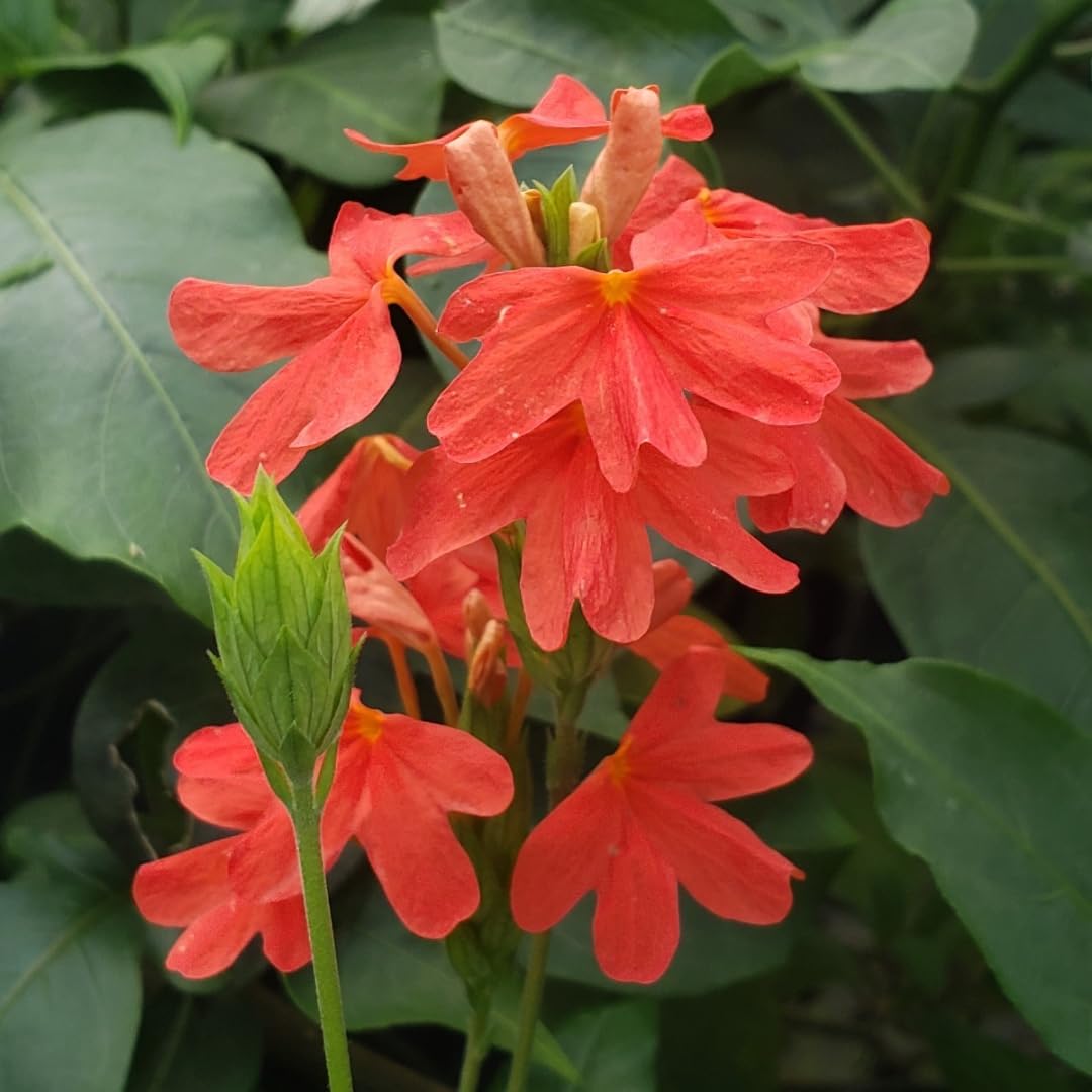 Crossandra Semi Flower seeds for Planting - Fragrant Blossoms, Heirloom & GMO Free Seeds for Home Garden