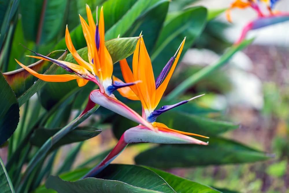 Strelitzia Flower seeds for Planting - Premium Quality, Heirloom & GMO Free Seeds for Home Garden