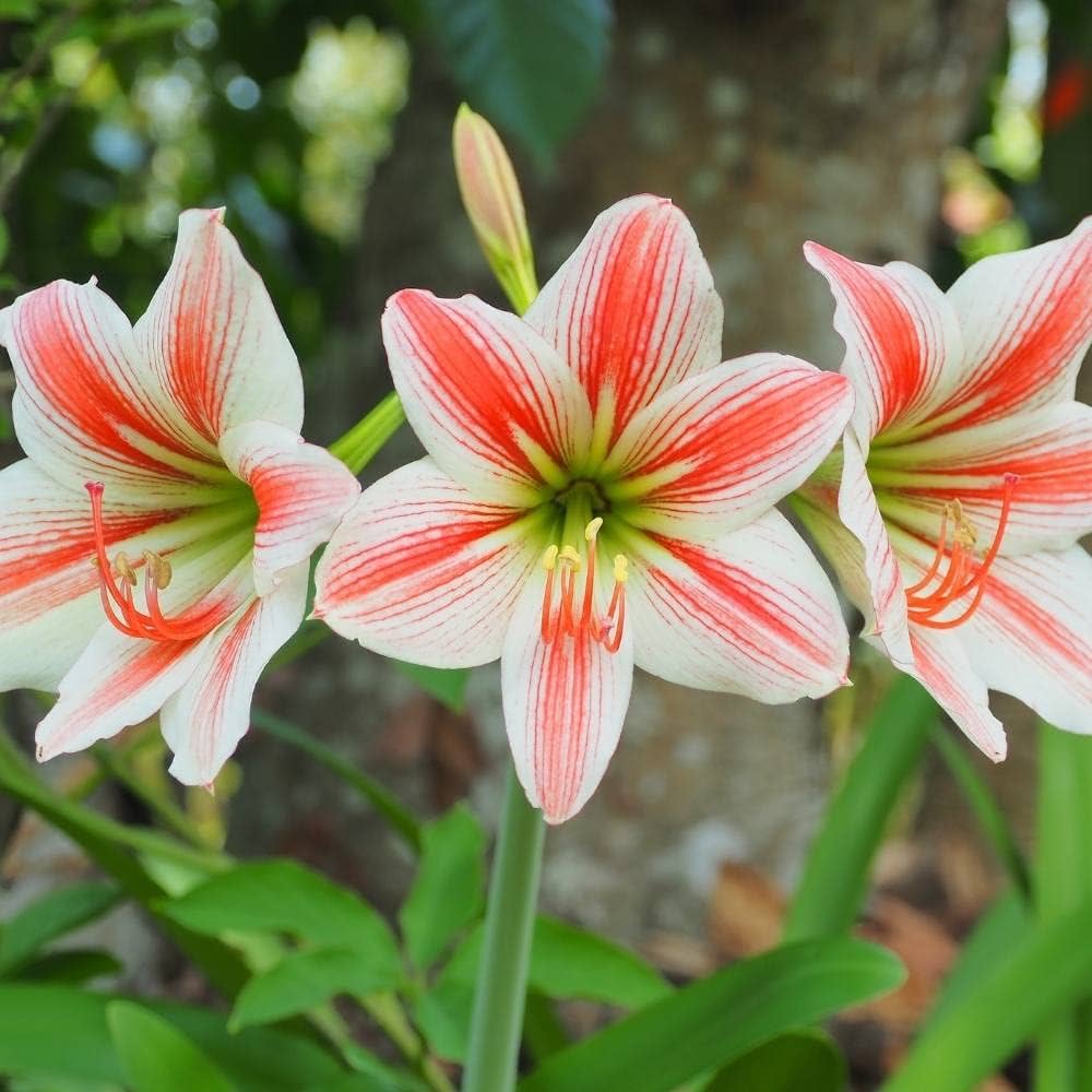 Amaryllis Hippeastrum spp. Seeds for Planting - Ideal for Flower Bed & Home Garden
