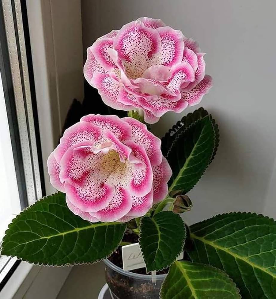 Gloxinia Mixed Colors Sinningia Flower Seeds