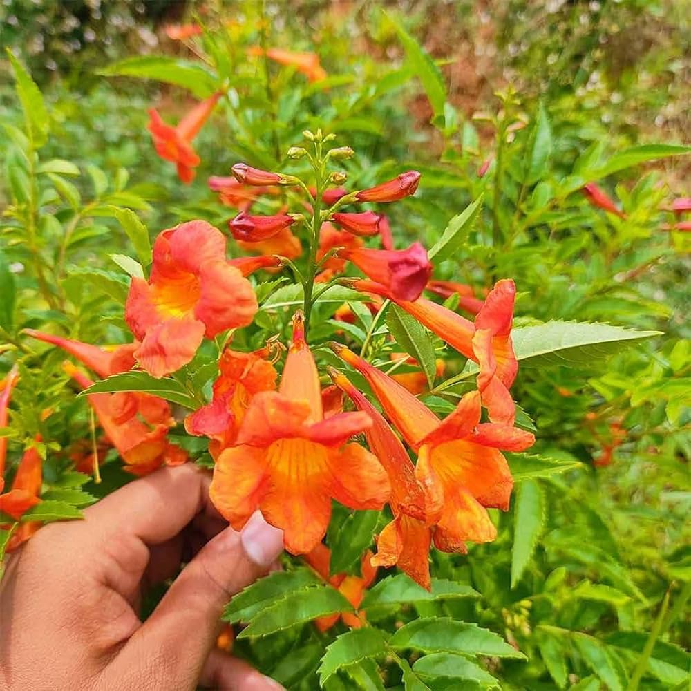 Trompetan Flower Seed for Plantings for Planting for Easy Planting Heirloom Non-GMO Seeds