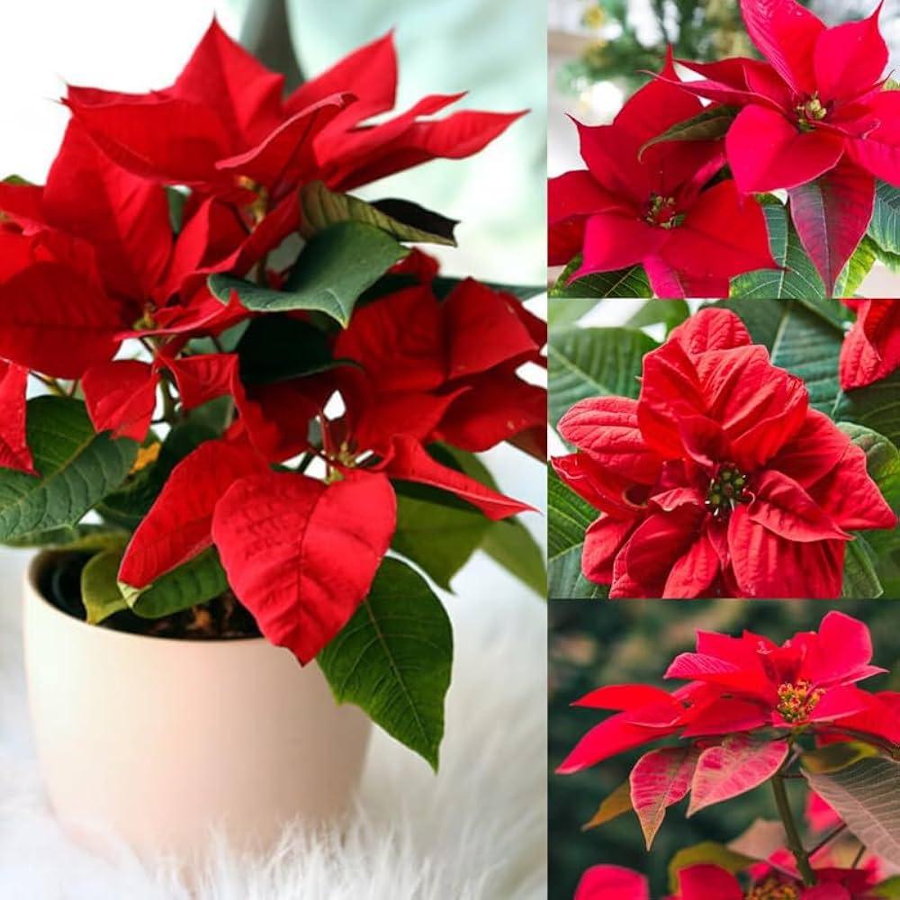 Euphorbia Pulcherrima Flower seeds for Planting - Cut Flower Favorite, Heirloom & GMO Free Seeds for Home Garden