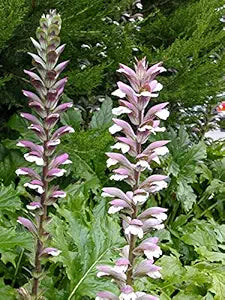 ACANTHUS MOLLIS Acanthus mollis Flower Seeds for Planting in Flower Bed