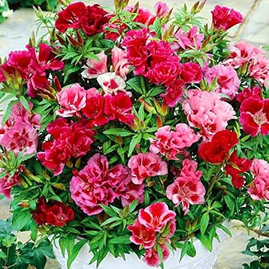Godetia Clarkia amoena Farewell to Spring Seeds for Planting annual flower bed
