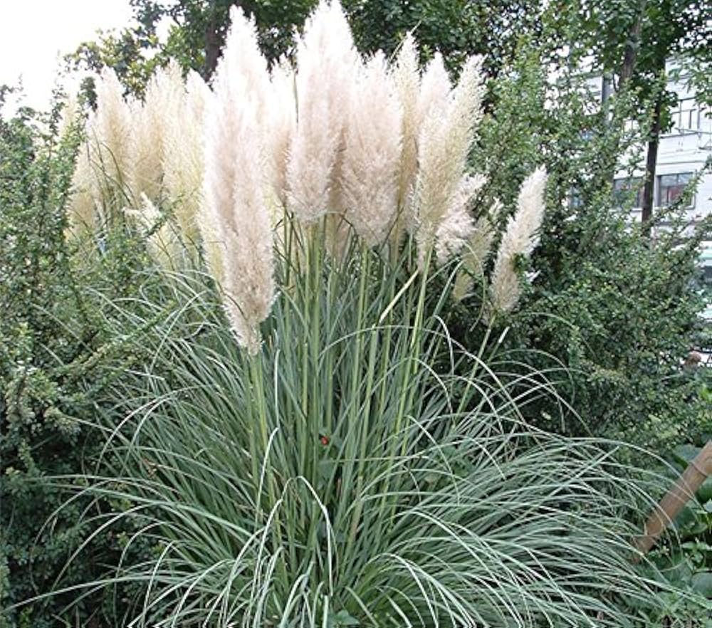 Pampas Grass Seeds for Planting Cortaderia Selloana ornamental border dry garden